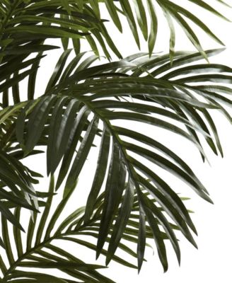 5' Golden Cane Palm Tree