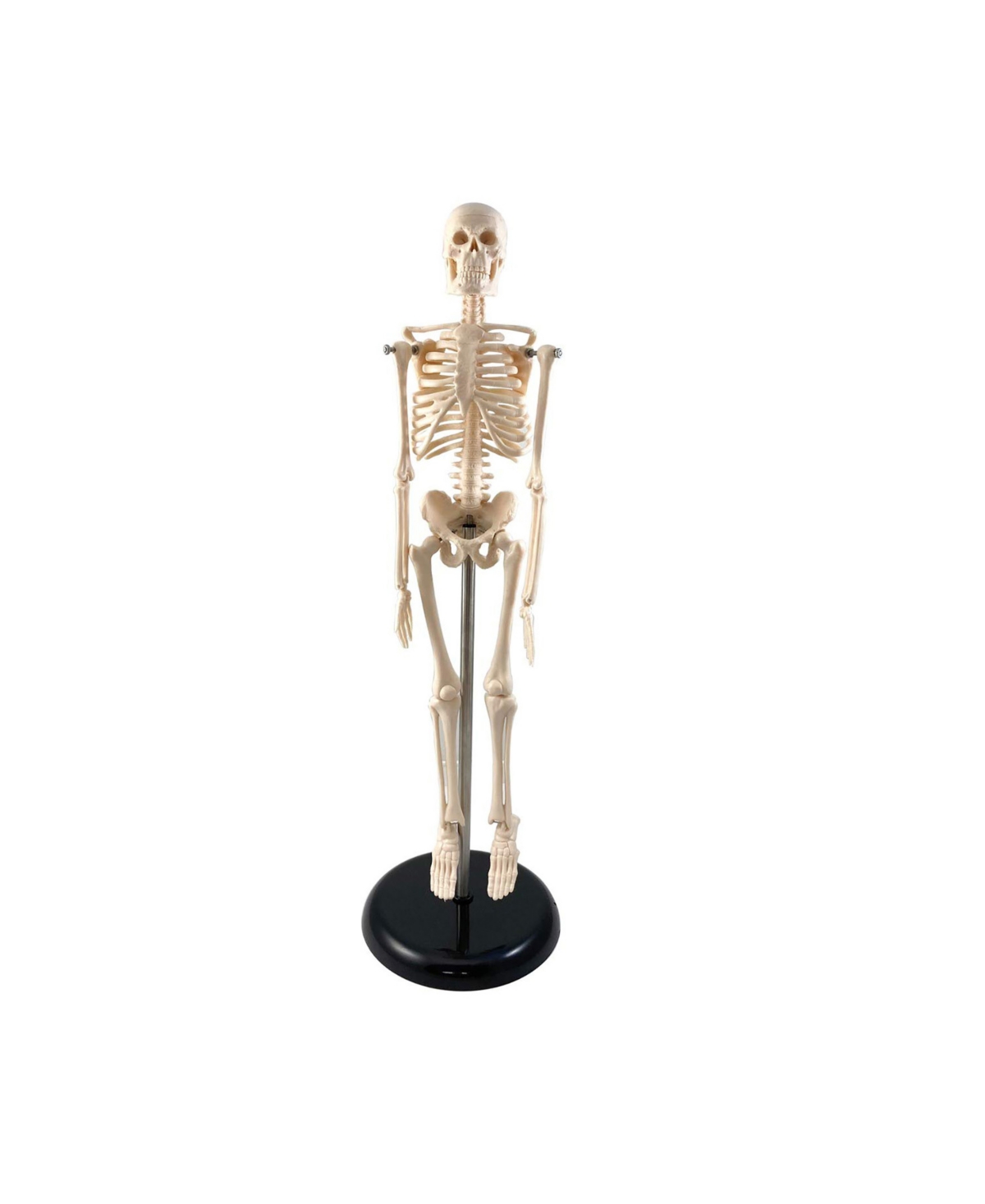 Supertek Kids' Human Skeleton Model With Key, 10.5" In White