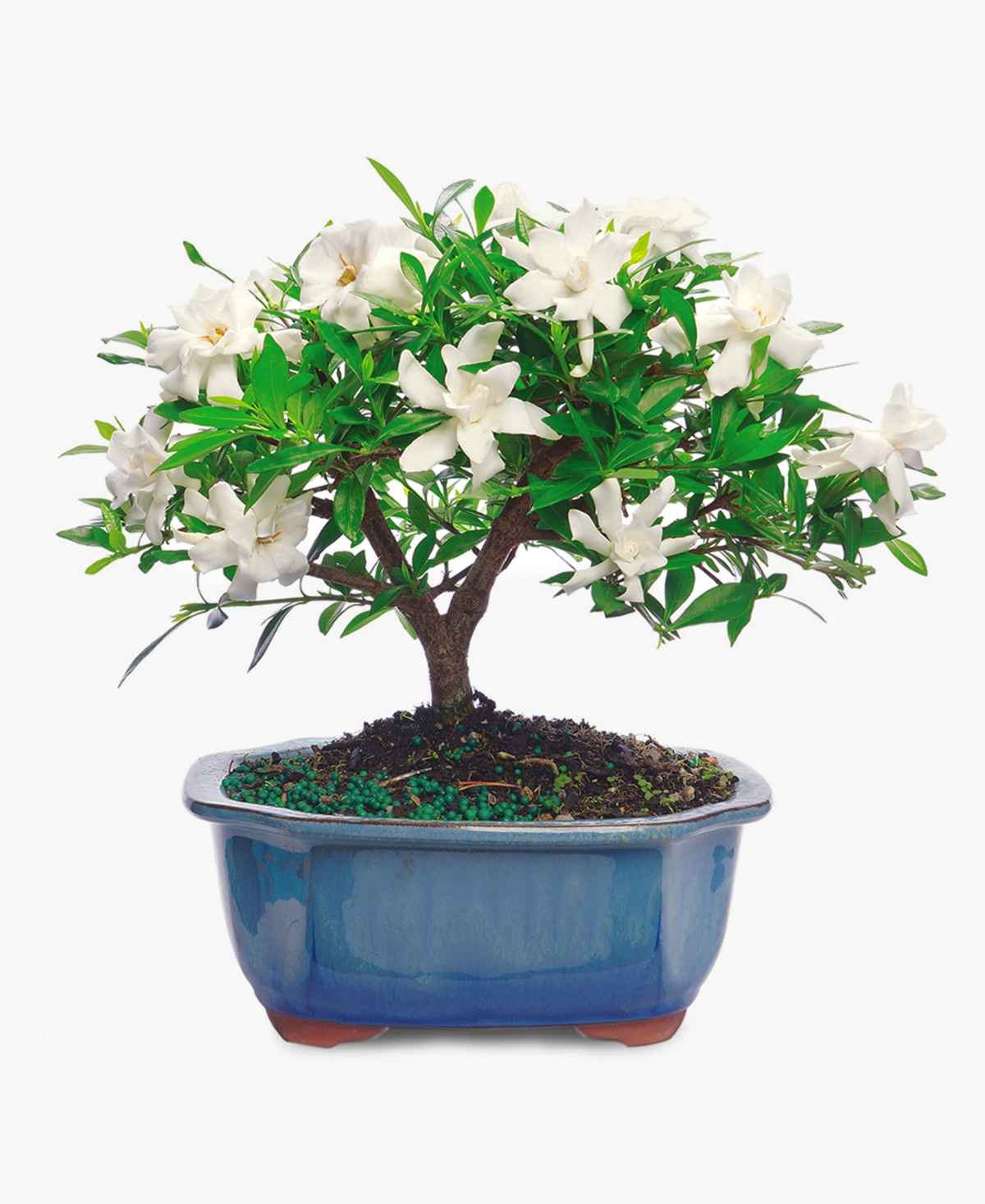 Gardenia Bonsai Live Plant