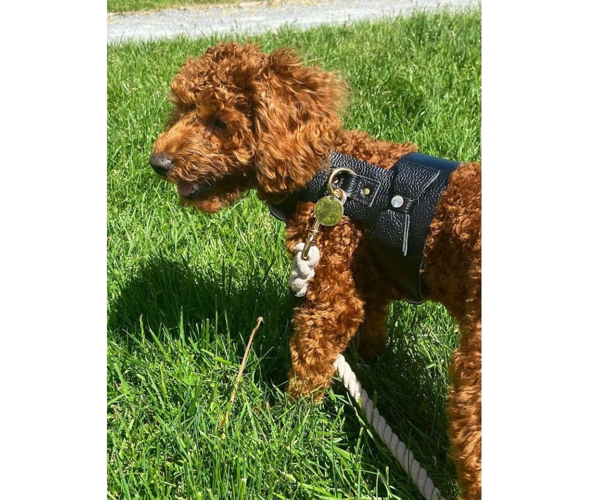 PoisePup Pet Dog Harness -- Dark night