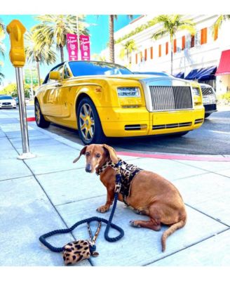 Pet Dog 5ft Long Leash - Wildest One