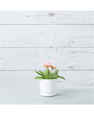 (#10062) Full Depth Round Cylinder Pot, White, 6 Inch