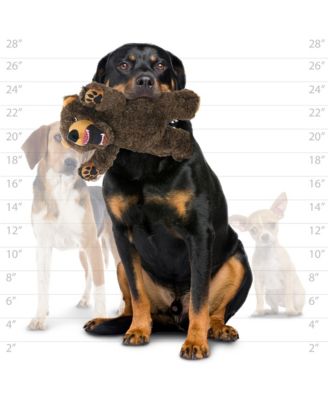 Angry Animals Bear, Durable Plush Squeaky Dog Toy