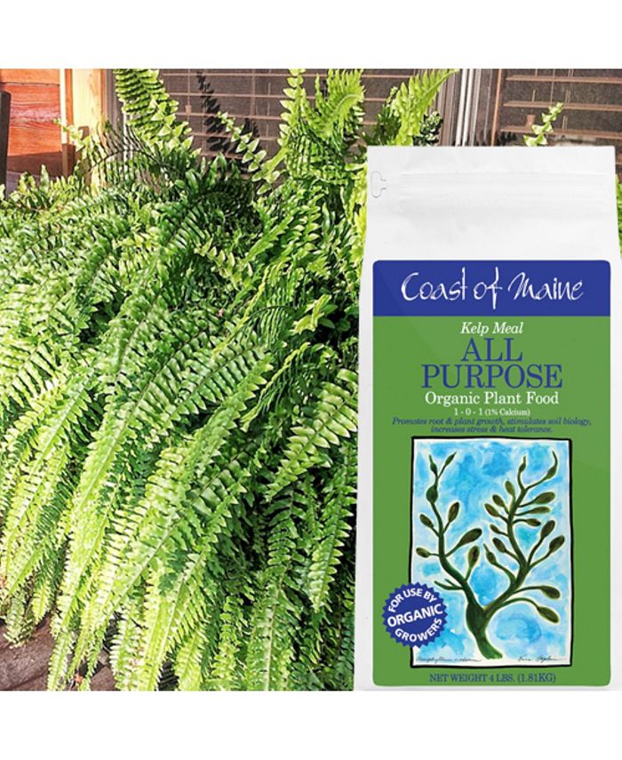 Coast of Maine Kelp Meal All Purpose Organic Plant Food, 4lbs Macy's