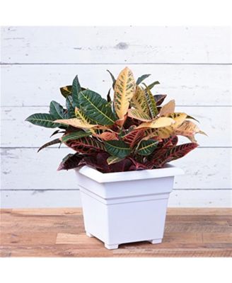 Countryside Square Tub Planter White 14 Inch