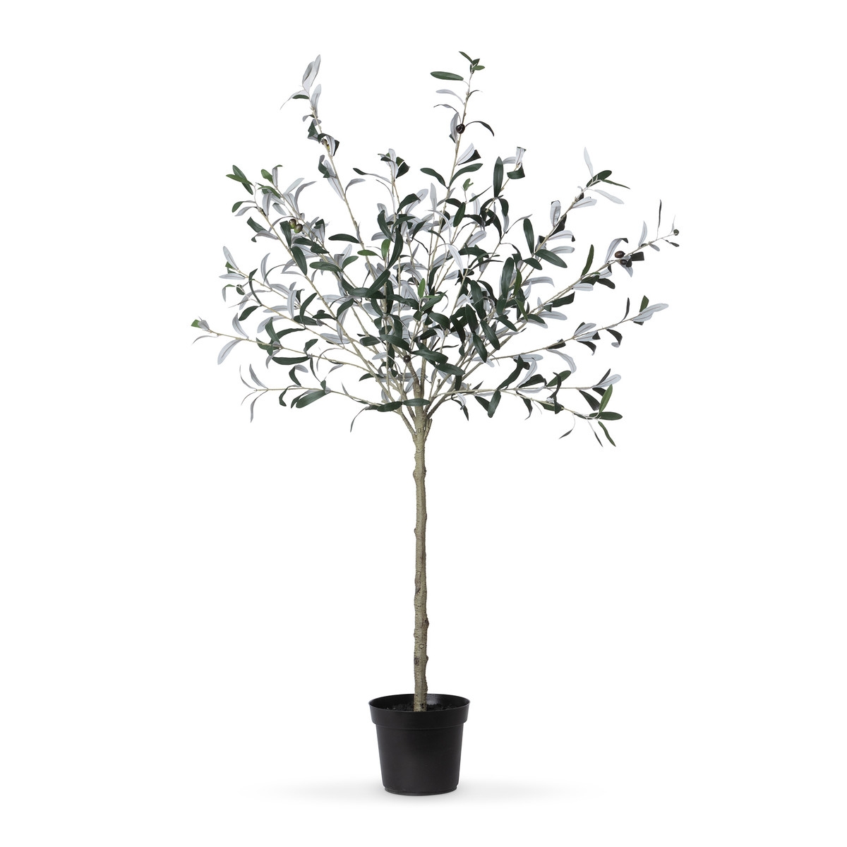 Potted Olive Topiary - Open Miscellaneous