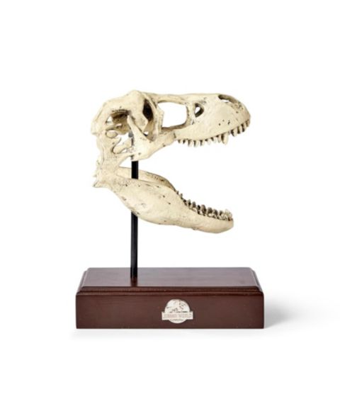 Детские фигурки Surreal Entertainment Jurassic World Tyrannosaurus Rex 9" Skull Replica, цвет: Коричневый