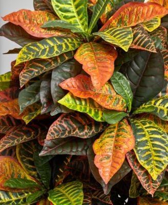 5.5' Croton Artificial Plant in Decorative Planter - Real Touch