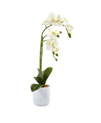 Phalaenopsis Orchid in Frosted Glass