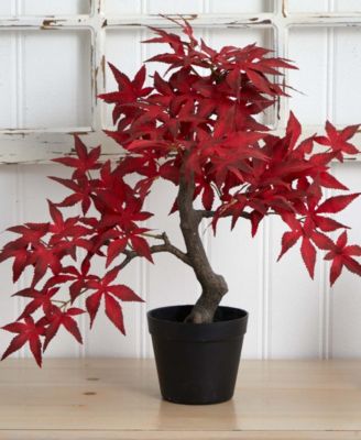 Autumn Maple Bonsai, 20"