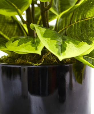 Artificial Rubber Plant in Glossy Cylinder - Real Touch