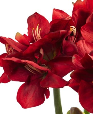 Amaryllis Arrangement w/Vase