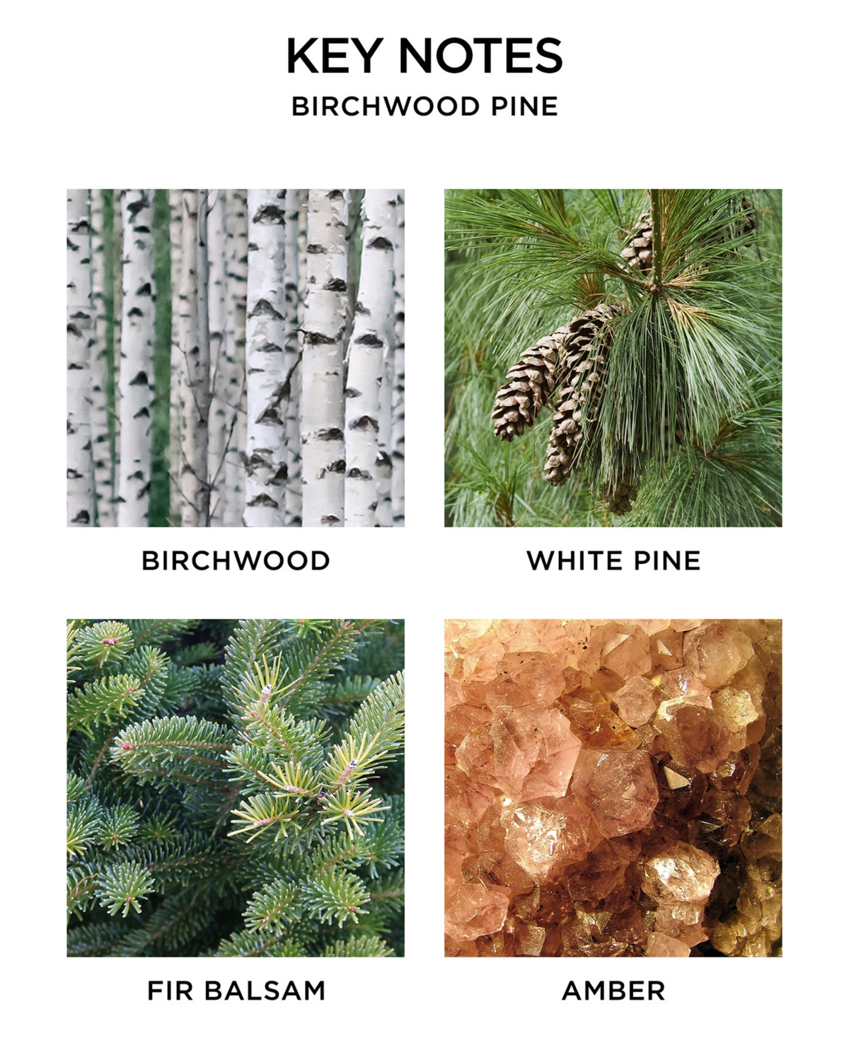 Nest New York 2-Pc. Holiday & Birchwood Pine Classic Candle Gift Set