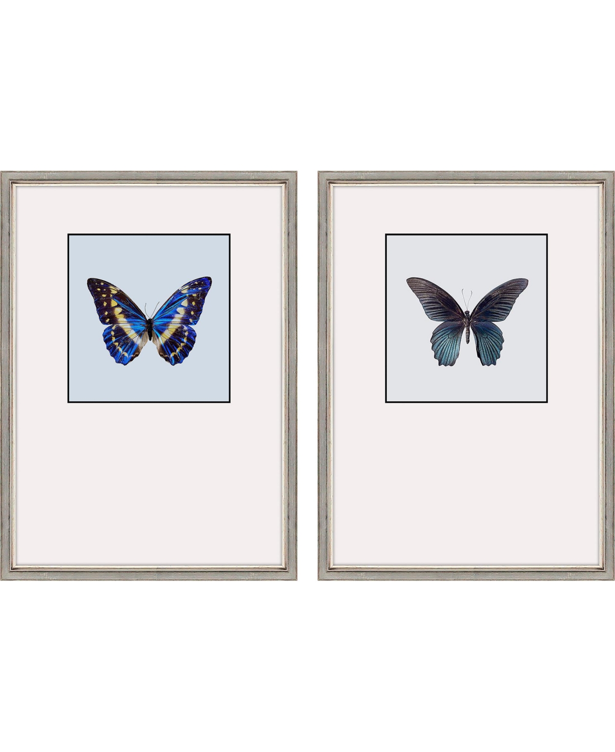 Paragon Picture Gallery Great Butterfly Ii Framed Art, Set Of 2 In Black