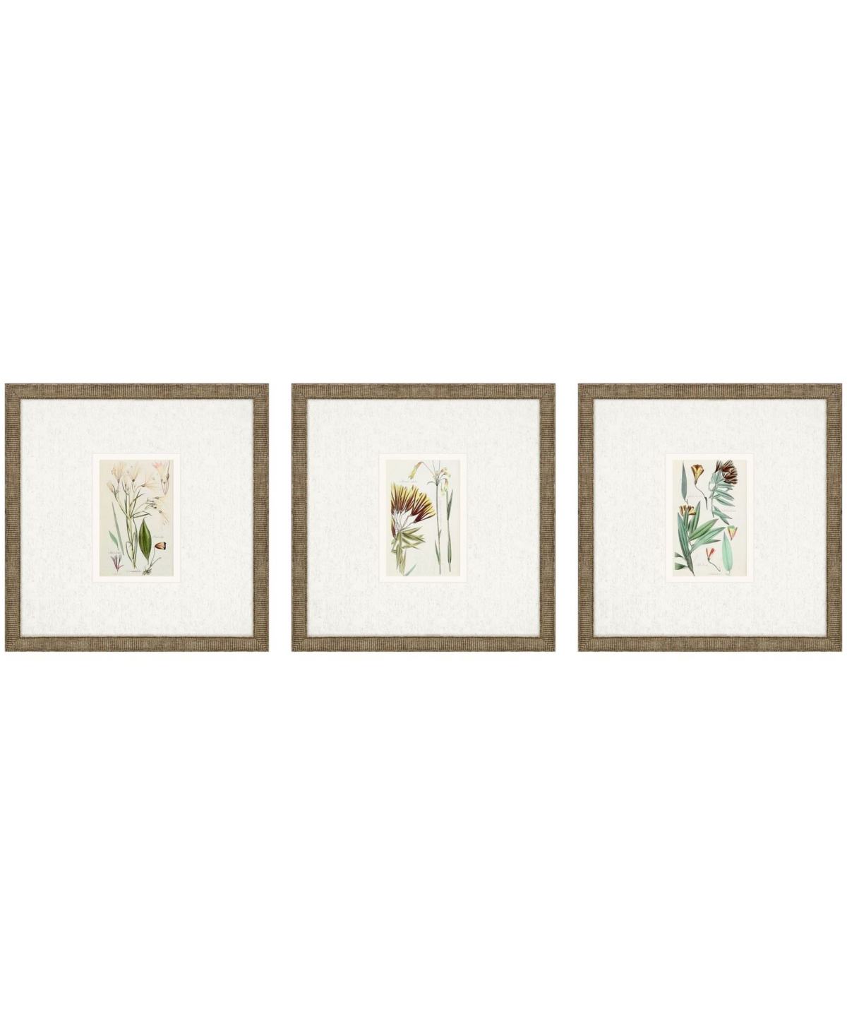 Paragon Picture Gallery Antique-like Botanical I Framed Art, Set Of 3 In Green