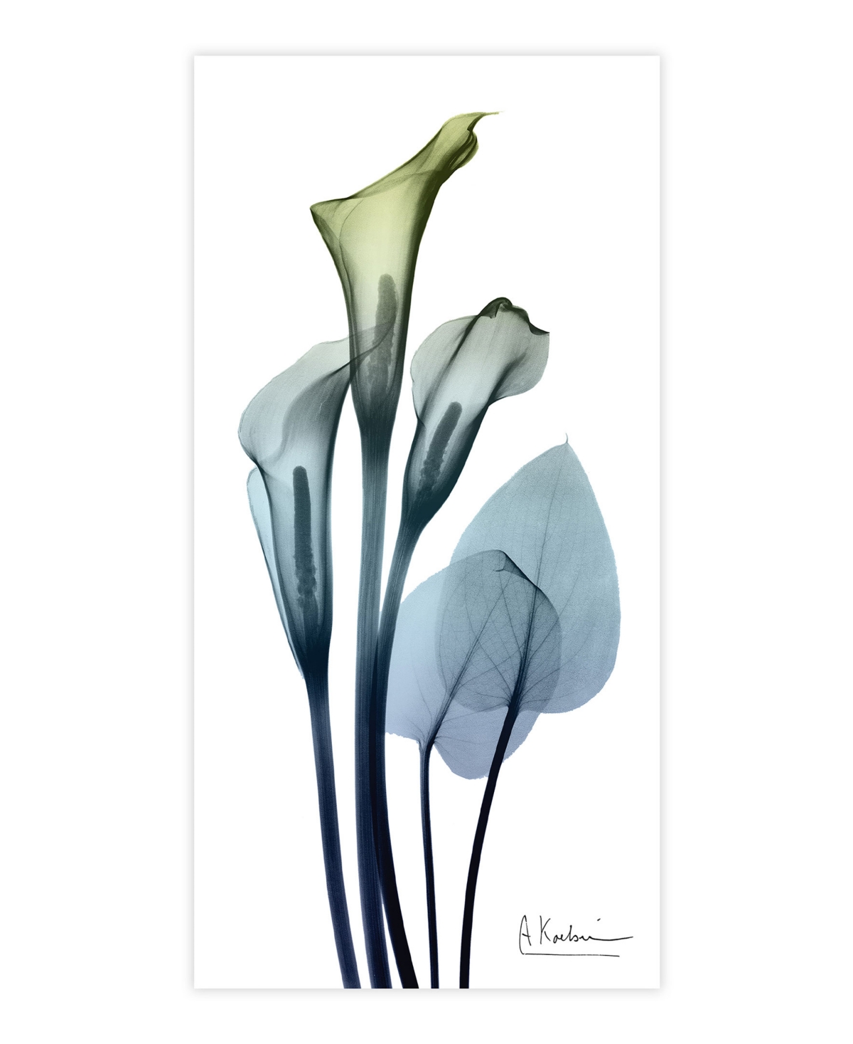 Empire Art Direct "calia Lily" Frameless Free Floating Tempered Glass Panel Graphic Wall Art, 48" X 24" X 0.2" In Bleached Denim