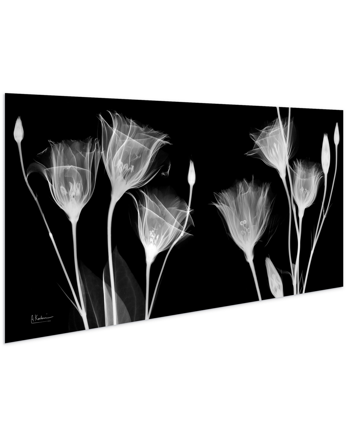 Shop Empire Art Direct "gentian X-ray" Frameless Free Floating Tempered Glass Panel Graphic Wall Art, 24" X 48" X 0.2" In Black,white