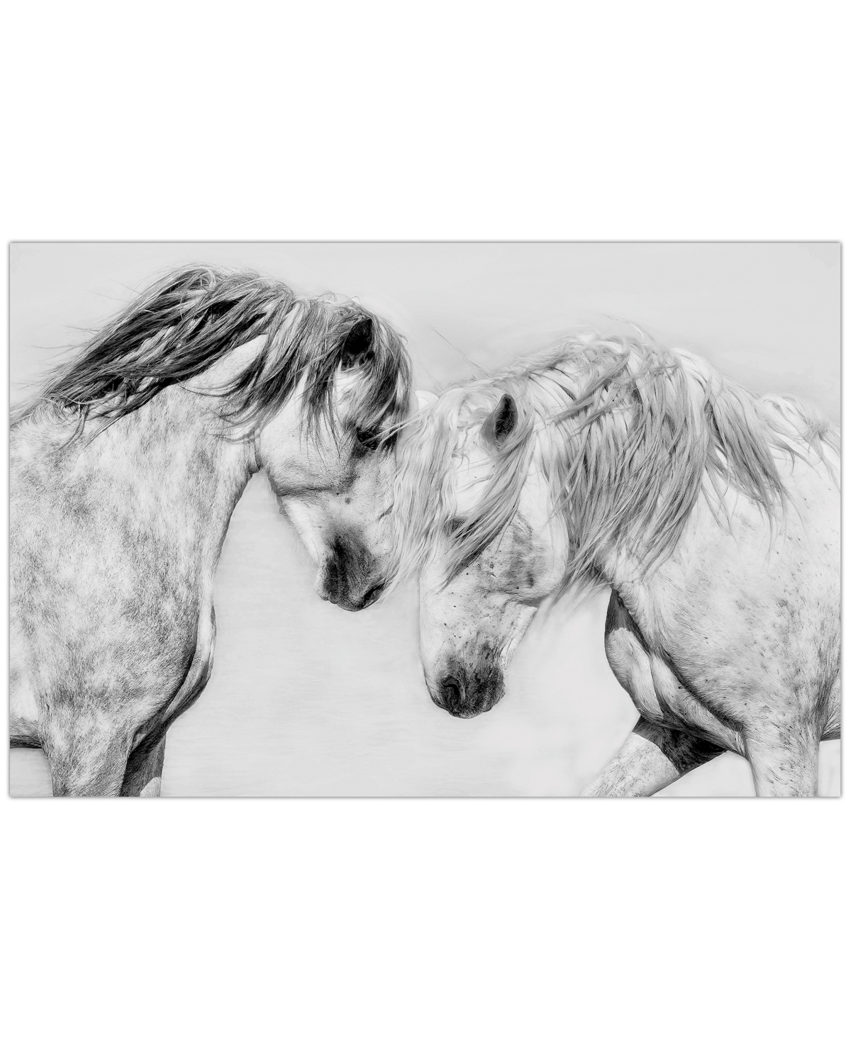 EMPIRE ART DIRECT "CABALLO BLANCO EQUINE" FRAMELESS FREE FLOATING TEMPERED GLASS PANEL GRAPHIC WALL ART, 32" X 48" X 0