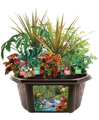 Biosphere Terrarium - Tropical Rainforest Jungle