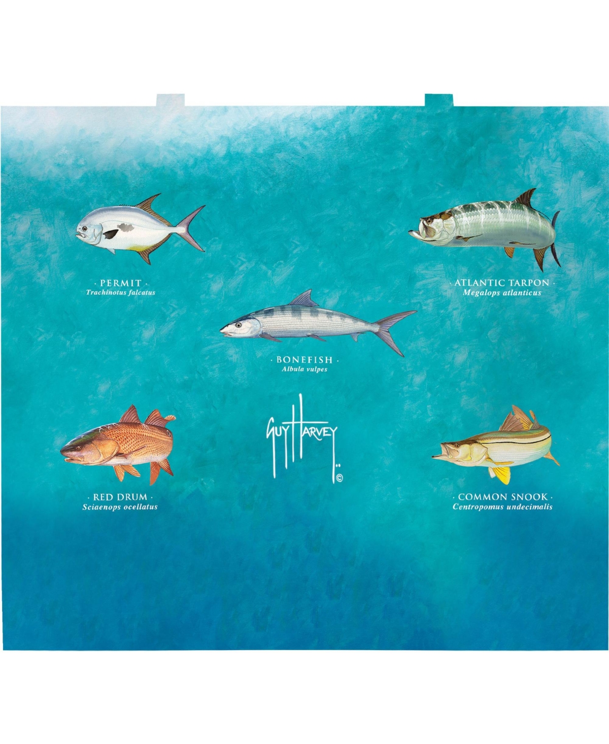 Tervis Tumbler Tervis Venture Lite Guy Harvey - Charts Made in Usa Double Walled Insulated Tumbler Travel Cup Keeps Drinks Cold & Hot, 24oz Water Bott