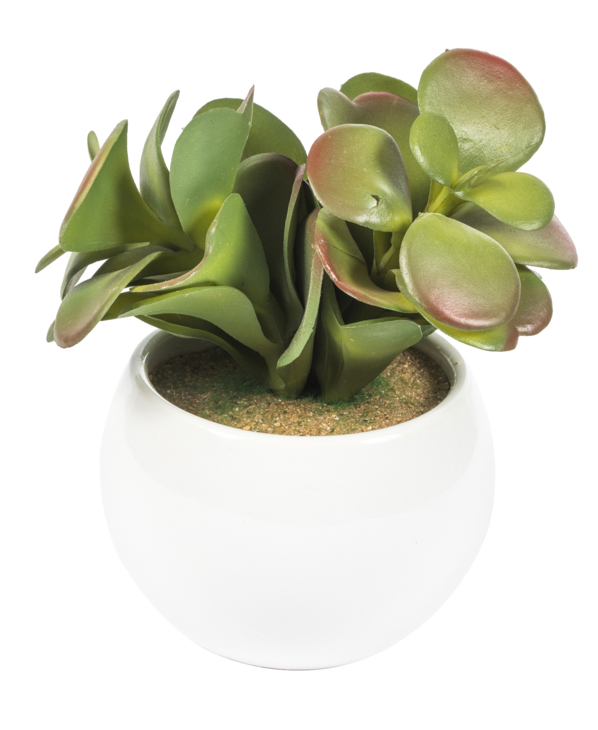 Vickerman 5" Artificial Assorted Potted Succulents. In Multi