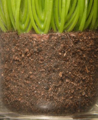 3-Piece Sprout-Filled Glass Assortment