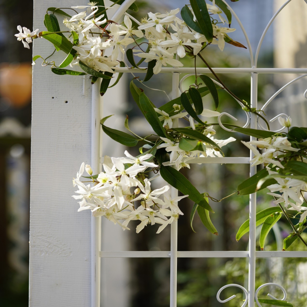 Streamdale Furniture Assembled 4-Pack Plant Trellises for Vine Plants and Climbing Flowers