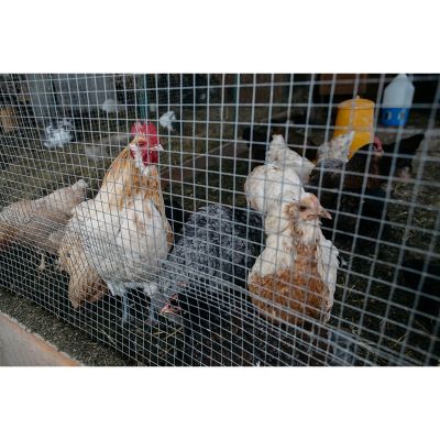 Streamdale Galvanized Hardware Cloth for Fencing (36" x 100ft, 1/4" Mesh)