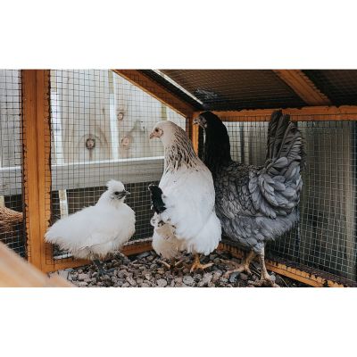 Streamdale Galvanized Hardware Cloth for Fencing (36" x 100ft, 1/4" Mesh)