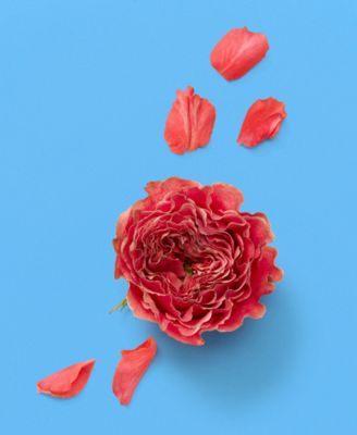 グッチ　アルケミスト　A Song for the rose 100ml Amazon.com : Gucci A Song For The Rose Eau de Parfum Spray