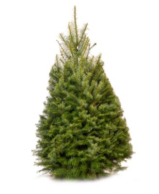 International Christmas Innovation