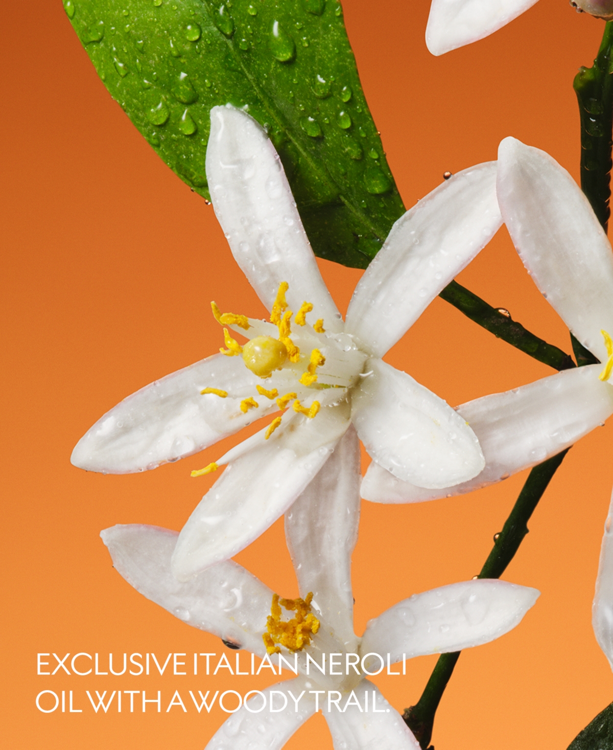 Gucci The Alchemist's Garden Fiori Di Neroli Eau De Parfum, 3.3 Oz. In No Color