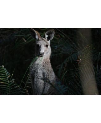 RF 200-800mm f/6.3-9 IS USM Lens