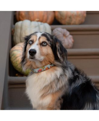 To the Orchard Dog Collar