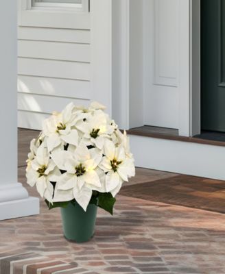 Puleo 19" Pre-Lit Artificial Potted White Poinsettias