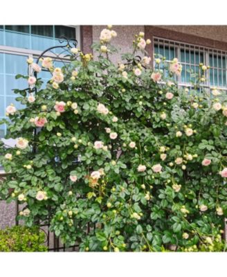 86.7" Rustproof Garden Trellis (2)