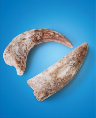 Dino Fossils Unearthed Excavation Kit 2-Pack 