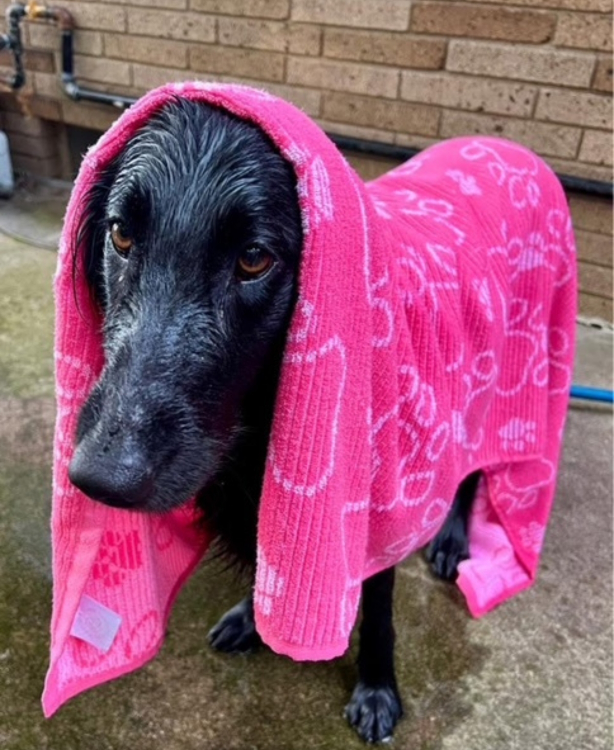 Delilah Home Drytek High Performance Dog Bath Towel 30" X 54" In Blue