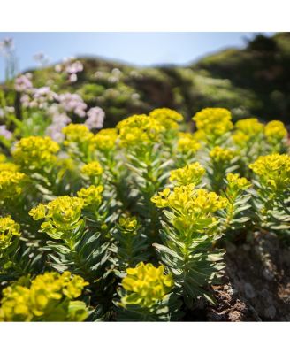 12mm F1.4 DC/Contemporary/Sony E