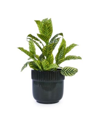 3-Piece Ceramic Flowerpot Set