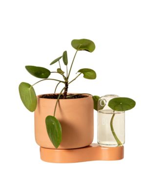 Self-Watering Terra-Cotta Planter & Propagation Station