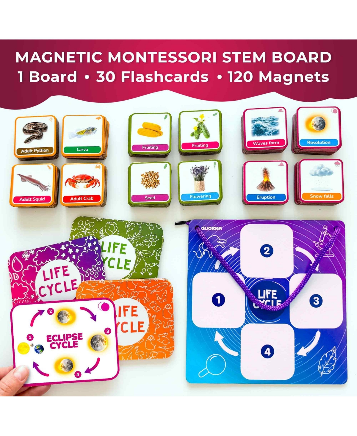 Quokka Life CycleToys for Kids - 30 Flashcards Toddler Science Kit Ages 2-4 - 120 Magnetic Flash Cards