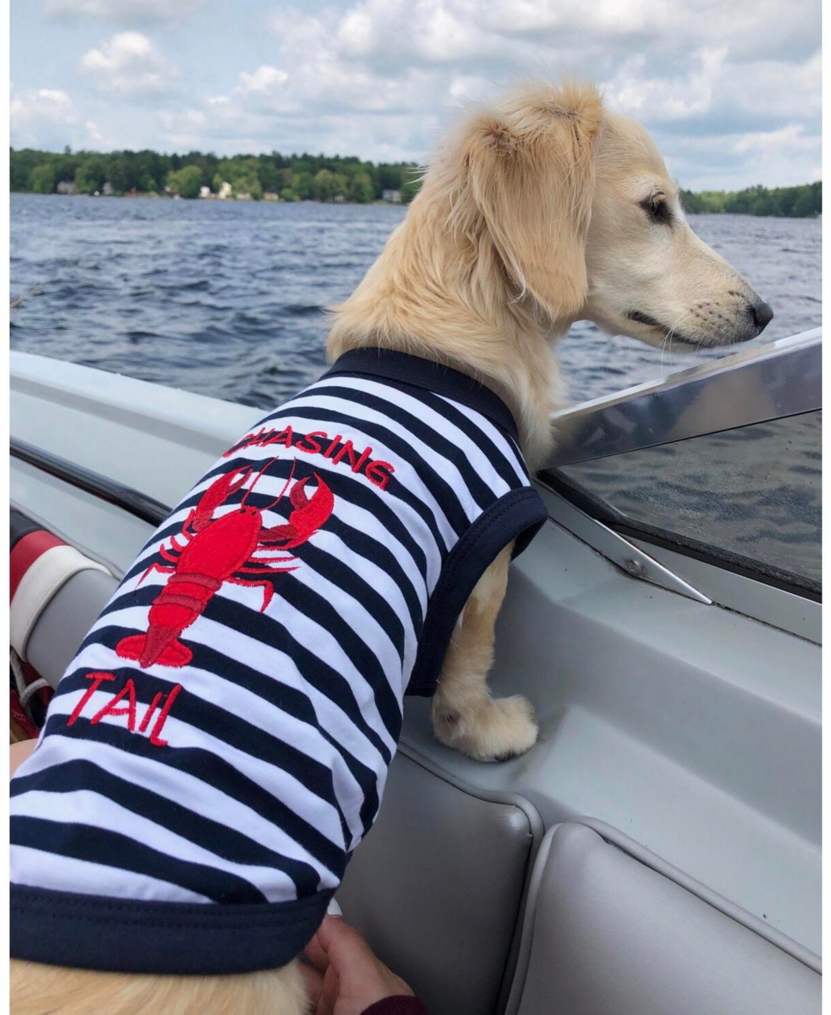 Parisian Pet Chasing Lobster Tail