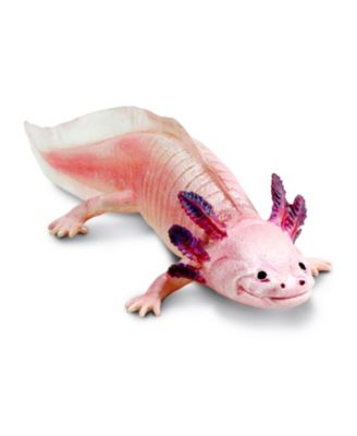  Axolotl