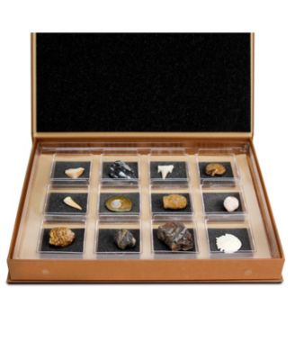 The Nature Collection - Fossils Set 1