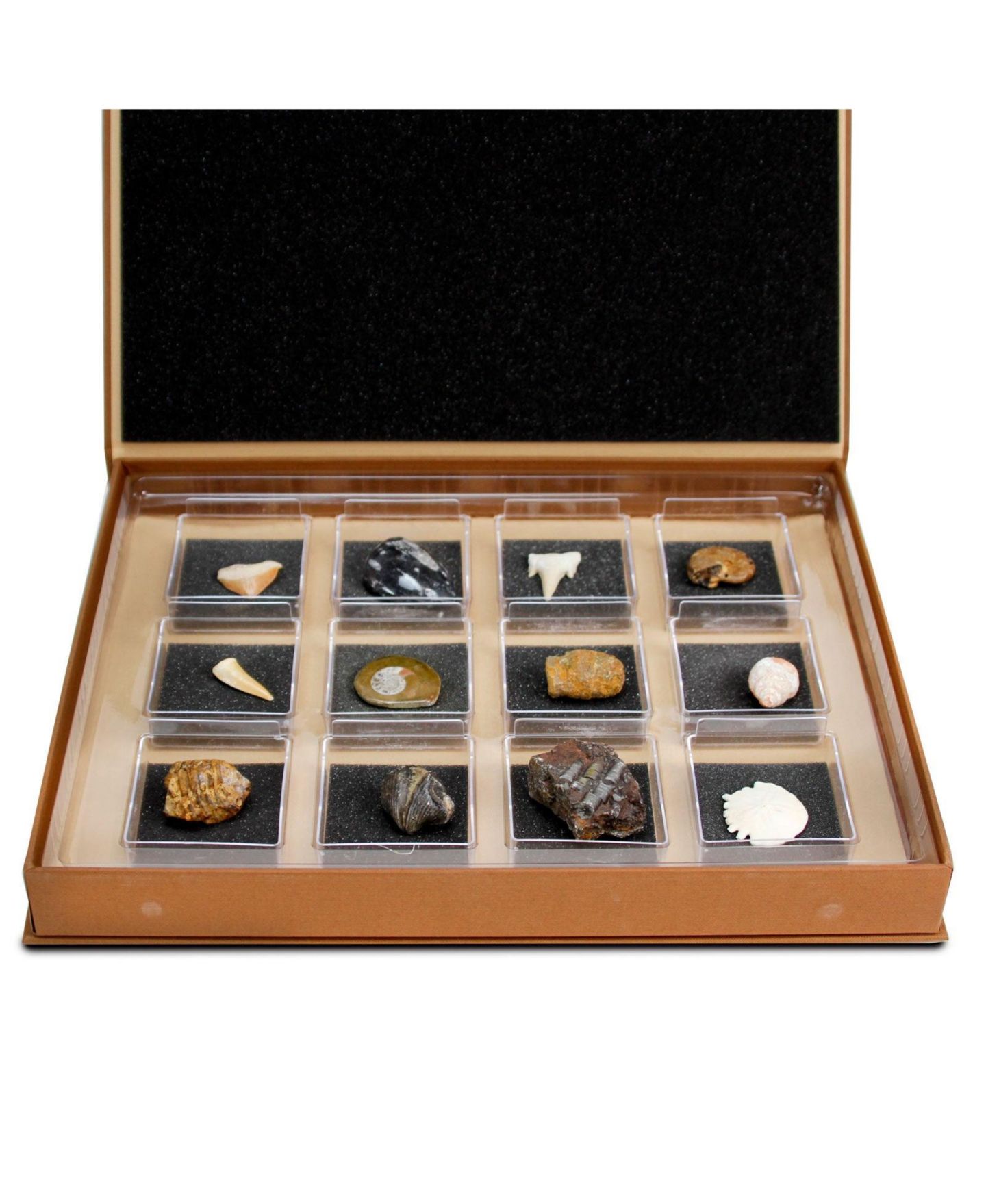 Детские игрушки Geoworld The Nature Collection - Fossils Set 1 — фото 3