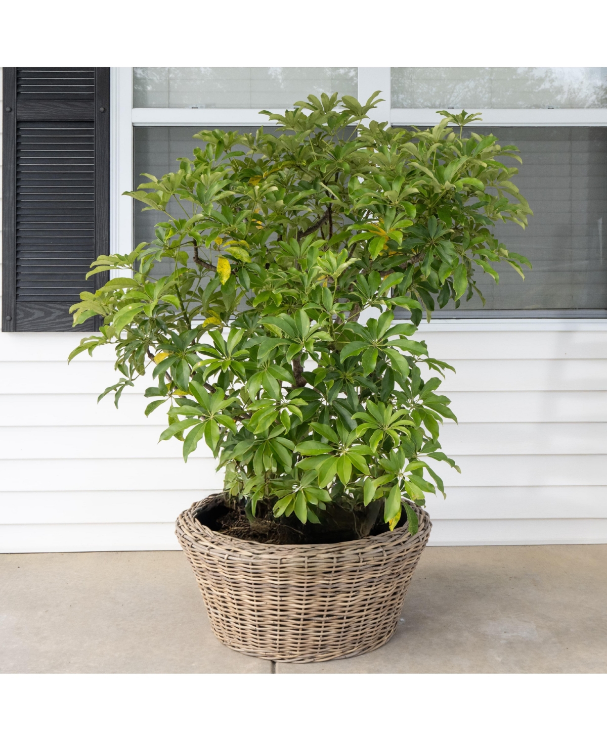 Artifacts Trading Company Round Cone Planter with Plastic Insert