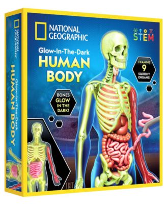 Glow-In-The-Dark Human Body