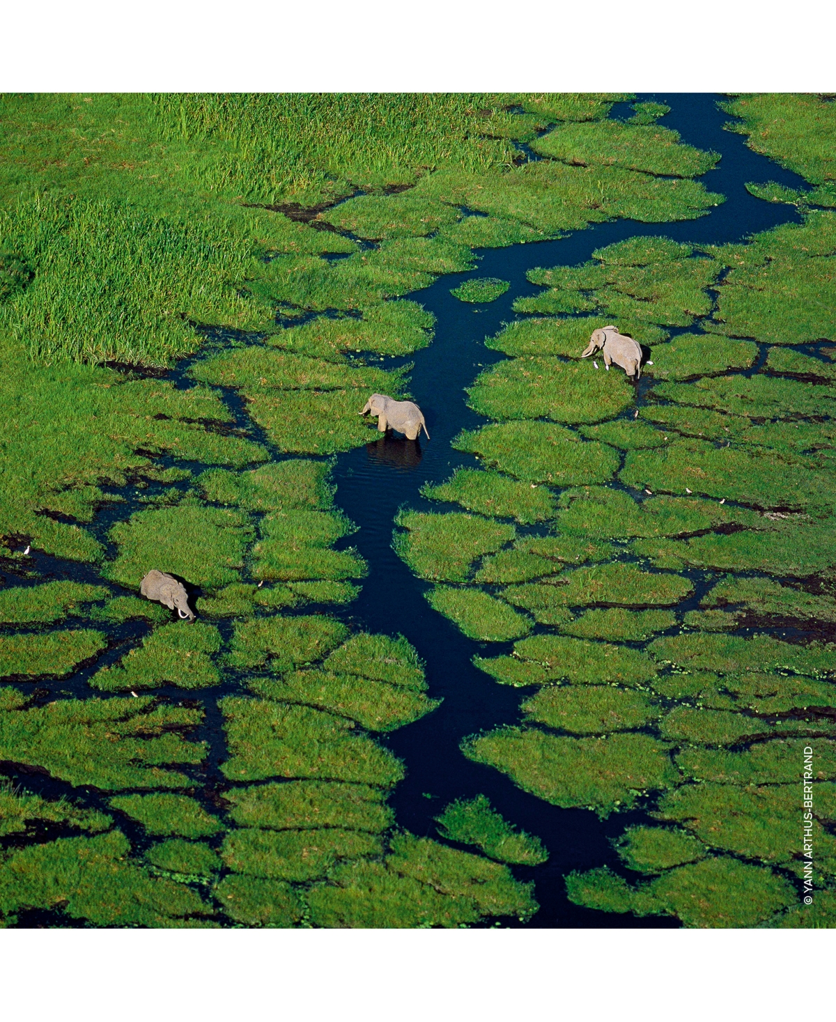 Guerlain Aqua Allegoria Granada Salvia Eau de Toilette