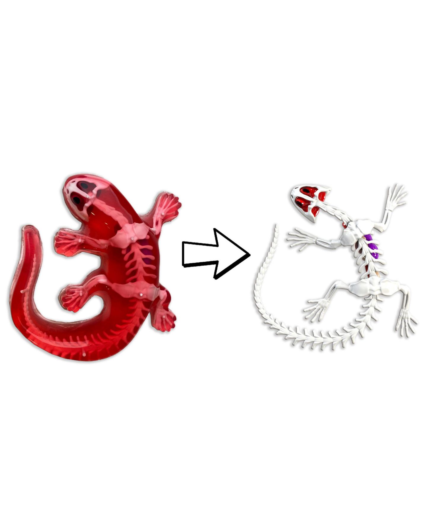 Детская игрушка Dissect-It Salamander Anatomy Lab Toy, Ages 6+ — фото 6